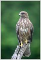 Saint Piat _17-05-2018-09-34-36_0467
